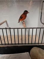 F1 kapoetsensijs bastaard man., Mannelijk, Wildzangvogel, Geringd