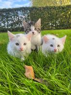 Lieve boerderij kittens, Meerdere dieren