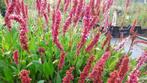 Persicaria affinis 'Darjeeling Red' Duizendknoop vasteplan, Ophalen of Verzenden, Zomer, Overige soorten, Halfschaduw