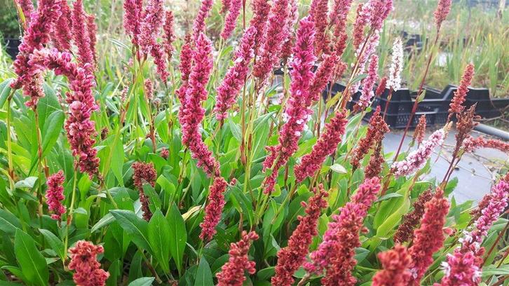 Persicaria affinis 'Darjeeling Red' Duizendknoop vasteplan, Tuin en Terras, Planten | Tuinplanten, Overige soorten, Halfschaduw