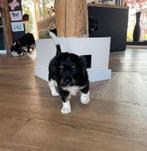 Pups Friese Stabij x Beaglier te koop!, Rabiës (hondsdolheid), 8 tot 15 weken, Meerdere, Meerdere dieren