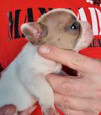 Franse bulldog pups, Overige rassen, CDV (hondenziekte), 8 tot 15 weken, Meerdere