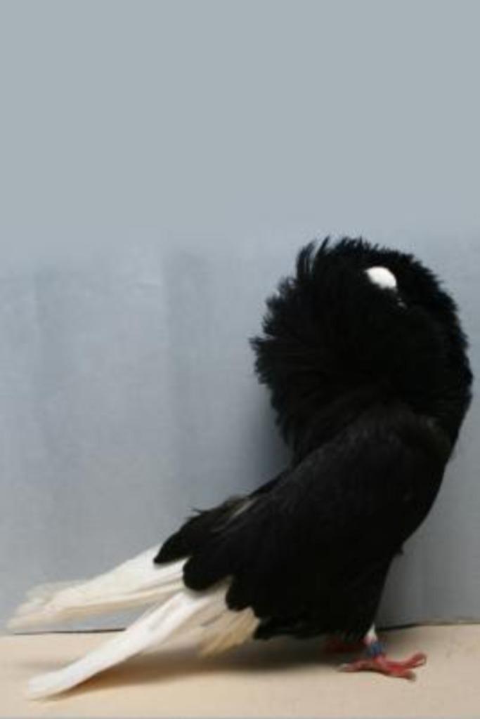 gezocht Raadsheren, Dieren en Toebehoren, Vogels | Duiven, Overige soorten, Meerdere dieren