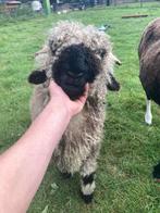 walliser schwarznase lam (ram), Dieren en Toebehoren, Mannelijk, Schaap, 0 tot 2 jaar