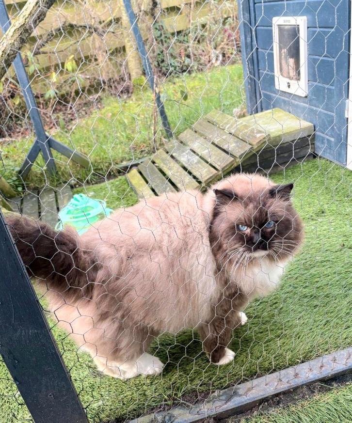 Mooie en lieve dekkater Seal Mitted (met stamboom) - Gouda, Dieren en Toebehoren, Katten en Kittens | Dekkaters