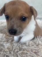 Jack russells puppy’s, België, Particulier, Jack Russell Terriër, CDV (hondenziekte)