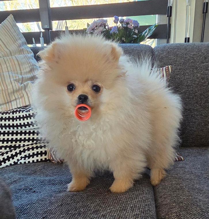 Pomeriaan pup teefje, Dieren en Toebehoren, Honden | Poolhonden, Keeshonden en Oertypen, Teef, Keeshond, Particulier, Eén hond