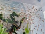 Guppies