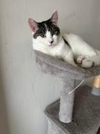 Prachtige kitten 7 maanden, Dieren en Toebehoren, Ophalen, Zo goed als nieuw, Overig speelgoed