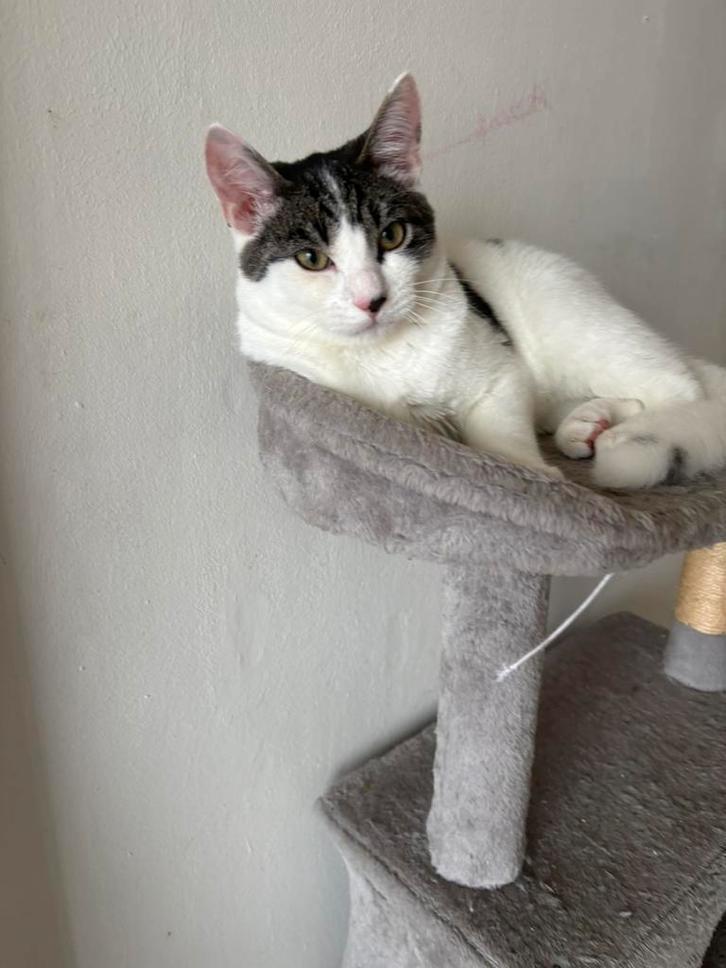 Prachtige kitten 7 maanden, Dieren en Toebehoren, Kattenspeelgoed, Zo goed als nieuw, Overig speelgoed, Ophalen