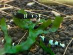Panda, King Kong, Pinto OE (oranje ogen), Dieren en Toebehoren, Vissen | Aquariumvissen, Kreeft, Krab of Garnaal, Zoetwatervis