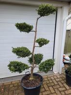Ilex Crenata Convexa Bonsai - 165cm, Bloeit niet, Halfschaduw, Overige soorten, 100 tot 250 cm