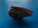 Schelpen: Conus monachus L. gem 39mm, Verzamelen, Verzenden, Schelp(en)