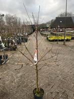 Malus Cox's Oranje Pippin - Appelboom, Overige soorten, Lente, 100 tot 250 cm, Ophalen