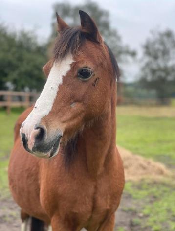 Lease pony en privé les beschikbaar voor biedingen