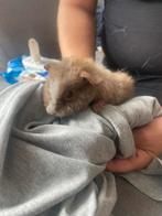 Schattige baby cavia’s (moeder US Teddy, vader gladhaar), Dieren en Toebehoren, Cavia, Juli, Meerdere dieren, Tam