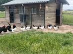 TE KOOP 6 LAKENVELDER HENNEN MET 1HAAN, Dieren en Toebehoren, Pluimvee, Meerdere dieren, Kip