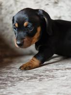 Kaninchen teckel pup de laatste., Kaninchen, CDV (hondenziekte), 8 tot 15 weken, Korthaar