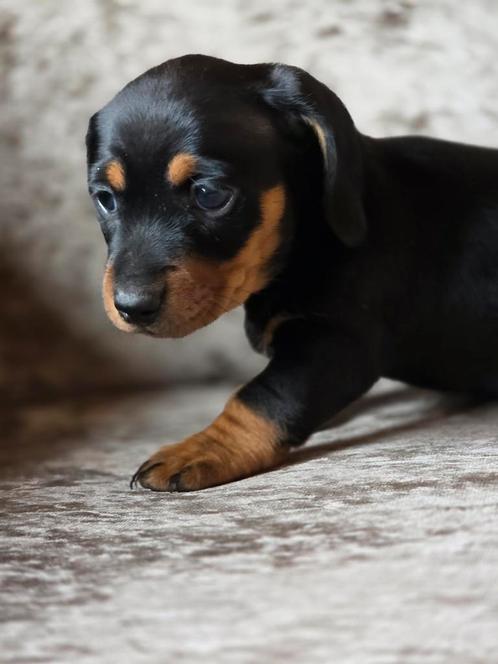 Kaninchen teckel pup de laatste., Dieren en Toebehoren, Honden | Teckels en Dashonden, Meerdere dieren, Korthaar, Kaninchen, Particulier