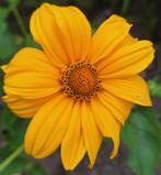 Heliopsis scabra, Ophalen of Verzenden, Volle zon