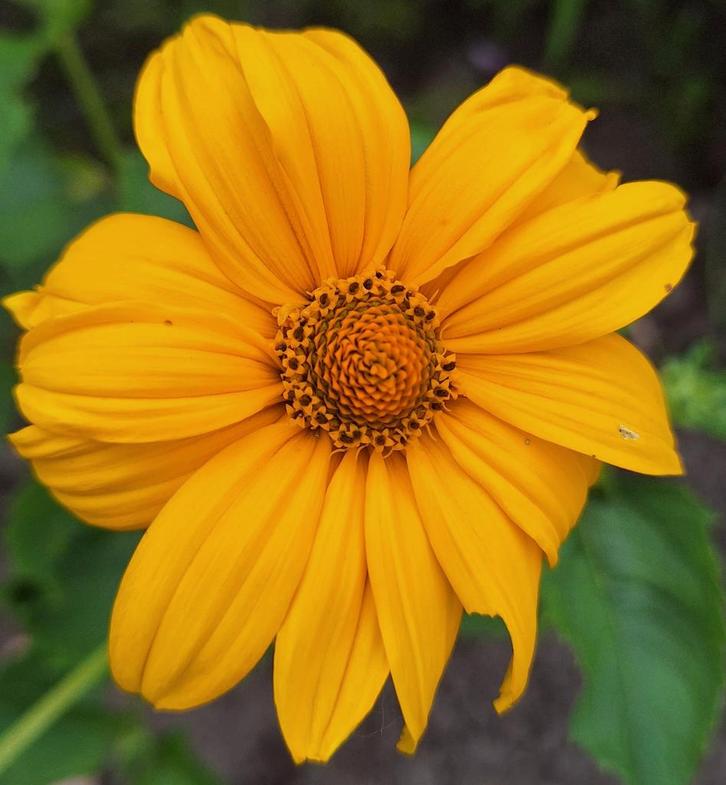 Heliopsis scabra, Tuin en Terras, Bloembollen en Zaden, Volle zon, Ophalen of Verzenden