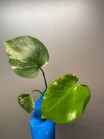 Monstera Deliciosa Mint, Ophalen of Verzenden, Overige soorten, Minder dan 100 cm