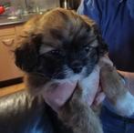 Shih tzu x pomeriaan pups, Dieren en Toebehoren, Honden | Chihuahua's en Gezelschapshonden, Rabiës (hondsdolheid), Overige rassen