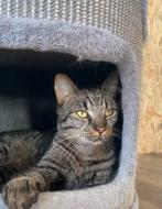 Lieve Europees Korthaar kater zoekt een nieuw thuis, Kater, Gechipt, 0 tot 2 jaar