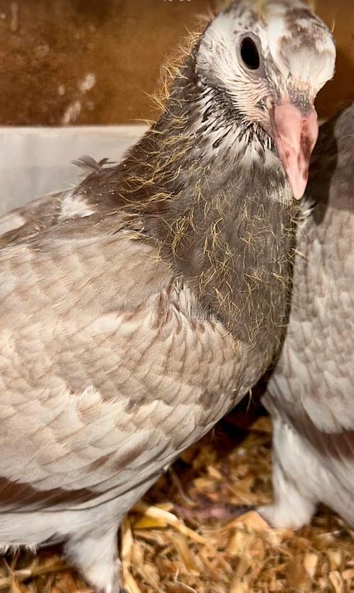 Postduiven: zomerjongen, dagfond, Dieren en Toebehoren, Vogels | Duiven, Postduif, Meerdere dieren