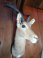 Opgezette Impala Afrika taxidermie, Verzamelen, Dierenverzamelingen, Nieuw, Wild dier, Opgezet dier, Ophalen