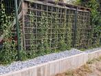 Hedera Hibernica, Ophalen, Overige soorten, 100 tot 250 cm