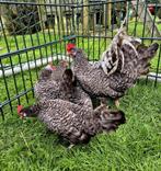 Te koop friese hoenders kriel 7 hennen 1 haan, Dieren en Toebehoren, Pluimvee, Meerdere dieren, Kip
