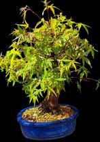 Shohin pre bonsai acer palmatum., Bloeit niet, Overige soorten, Minder dan 100 cm, Ophalen