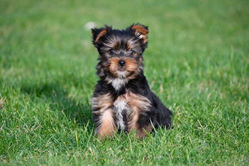Yorkshire Terriër pups te koop - Beide ouders aanwezig, Dieren en Toebehoren, Honden | Jack Russells en Terriërs, Meerdere dieren