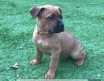 Amerikaanse Bully xxl Pups. grove pups! Geboren 11 09-25, 8 tot 15 weken, Bulldog, Meerdere, Meerdere dieren