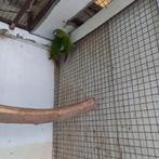 Te koop ara nobilis popjes van 2024 met d.n.a  €325 per stuk, Dieren en Toebehoren, Vrouwelijk, Papegaai