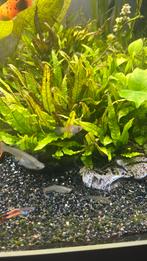 Jonge platy’s, Dieren en Toebehoren, Vissen | Aquariumvissen, Vis
