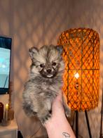 Pomsky F2B teefje beschikbaar (pomeriaan x pomsky), Dieren en Toebehoren, Rabiës (hondsdolheid), Overige rassen, 8 tot 15 weken