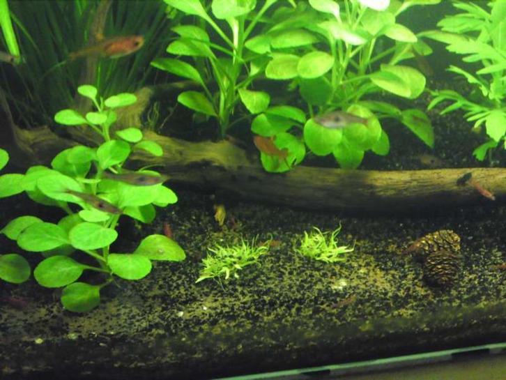 Van de zwarte els: elzenproppen, Dieren en Toebehoren, Vissen | Aquaria en Toebehoren, Nieuw, Overige typen, Ophalen of Verzenden