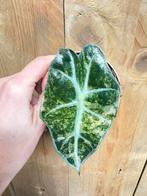 Alocasia amazonica polly variegata plant roze mint pink, Huis en Inrichting, Kamerplanten, Ophalen of Verzenden, Halfschaduw, Minder dan 100 cm