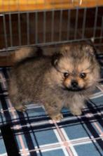 Pomeriaan dwergkees pups, Dieren en Toebehoren, Honden | Poolhonden, Keeshonden en Oertypen, Keeshond, Reu, 8 tot 15 weken, CDV (hondenziekte)