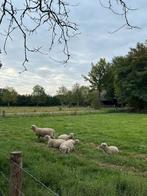Weide gezocht., Meerdere dieren, Schaap