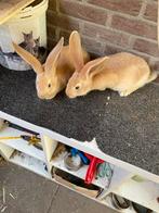Mooie jonge gele vlaamse reus rammen, Dieren en Toebehoren, Konijnen, Mannelijk, Groot