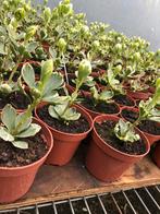 Pachysandra variegata | schaduwkruid, Tuin en Terras, Planten | Tuinplanten, Vaste plant, Ophalen of Verzenden, Overige soorten