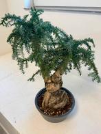 Araucaria Bonsai, In pot, Minder dan 100 cm, Bonsai, Groene kamerplant