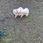 POMERİAAN PUPS, België, Fokker | Hobbymatig, 15 weken tot 1 jaar, Parvo