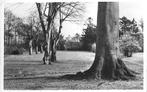 Oldebroek wandelpark oude gelopen ansichtkaart ( 8029), Verzamelen, Ophalen of Verzenden, 1940 tot 1960, Gelopen