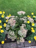 Sedum, Ophalen of Verzenden, Zomer, Overige soorten, Volle zon
