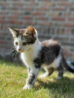 Lieve kittens, Dieren en Toebehoren, Meerdere dieren