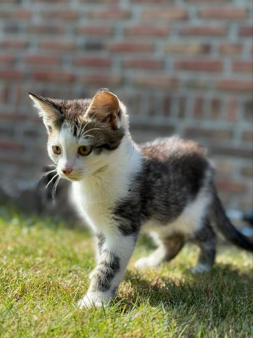 Lieve kittens, Dieren en Toebehoren, Katten en Kittens | Overige Katten, Meerdere dieren